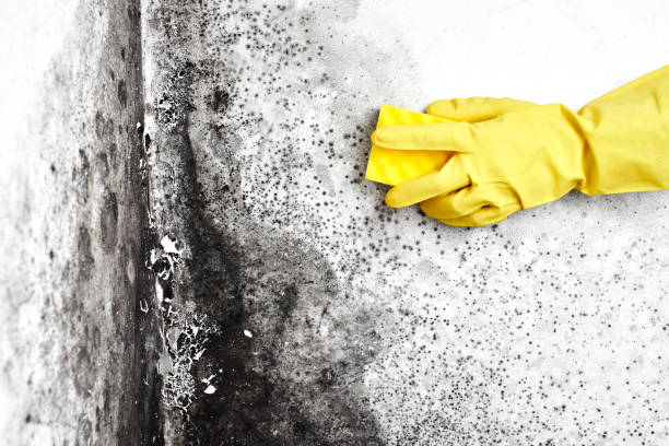 Best Basement Mold Removal  in Paonia, CO